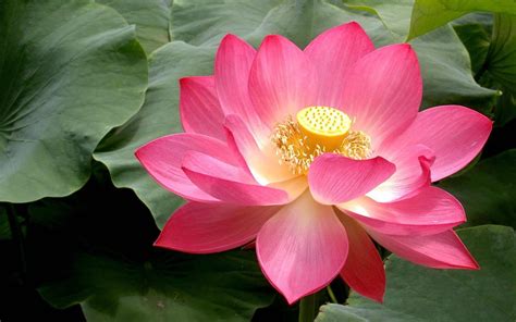 Dreamstime is the world`s largest stock photography community. Lotus Flower Wallpapers - Wallpaper Cave