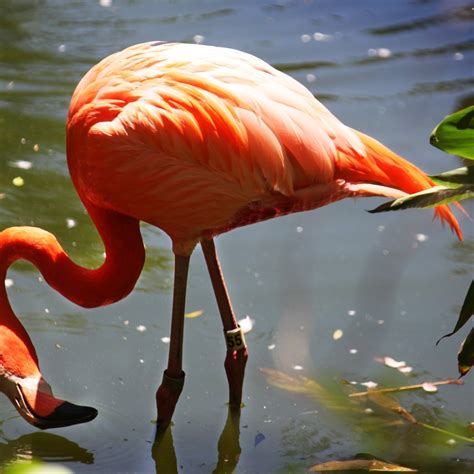 Flamingo Photos | ThriftyFun