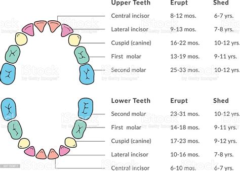Our children's tooth eruption chart can help you understand how and when tooth eruption happens. Primary Teeth Chart Stock Vector Art & More Images of 2015 ...
