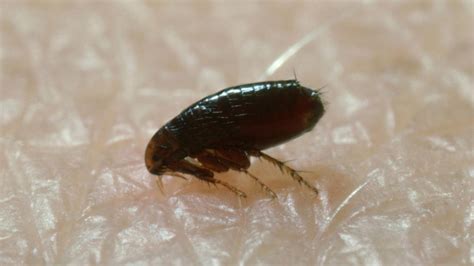 Fleas Feast On Human Blood Masters Pest Control Sydney