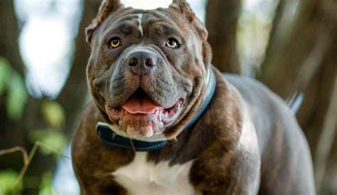 Most Aggressive Dog Breeds What Breeds Are Considered Dangerous