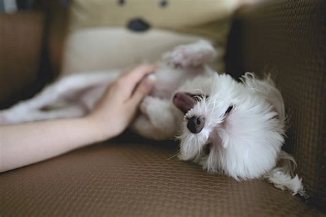 Why Do Dogs Like Belly Rubs So Much 6 Common Reasons Pet Keen