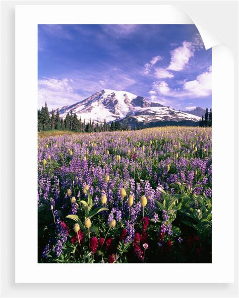 Wildflowers In Mt Rainier National Park Posters And Prints By Corbis