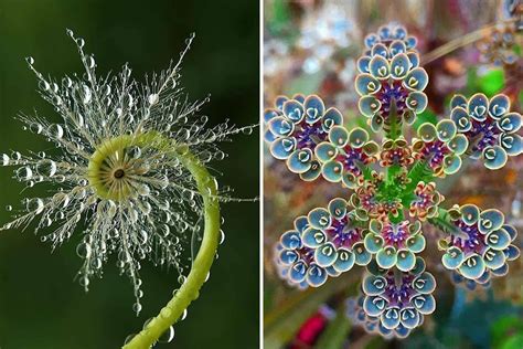 30 Of The Visually Perfect Examples Of Geometrical Symmetry In Nature