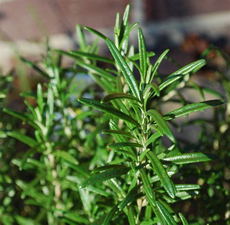 Free Images Flower Green Herb Flora Delicious Lavender Cook