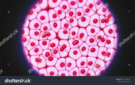 Animal Cells Microscopic View Cells Formations Stock Illustration