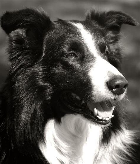 3861 Best Images About Border Collie
