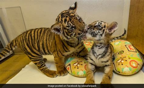 Watch One Rejected By Mum Other Rescued From Smuggler Tiger Cubs Are