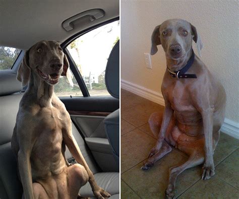 How to get your unfocused dog to listen to you right now leave it look at me combo. 23 Dogs Sitting Like Humans To Make Us All Redundant