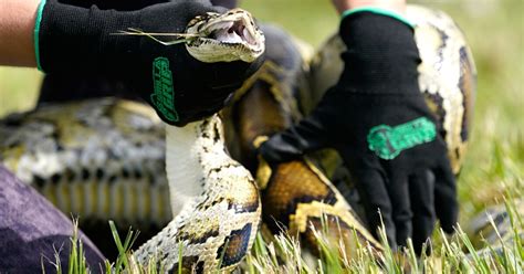 800 Compete To Remove Invasive Snakes From Everglades