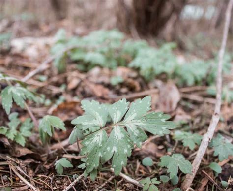 Foraging And Eating Virginia Waterleaf Forager Chef