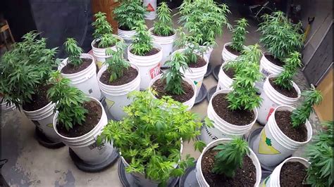 Growing Cannabis Outdoor In 5 Gallon Buckets 2021 Youtube