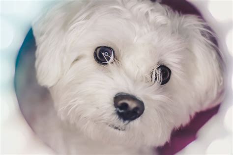 Cute Maltese Puppies To Make You Smile Merry About Town