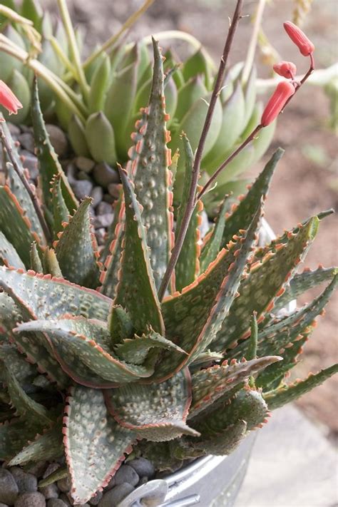 Types Of Aloe 27 Best Aloe Varieties For Containers