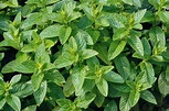 Spearmint (Menta spicata) Seeds £1.95 from Chiltern Seeds - Chiltern ...