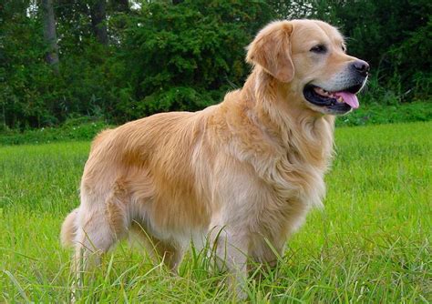 7 Loudest Dog Breeds Dogexpress