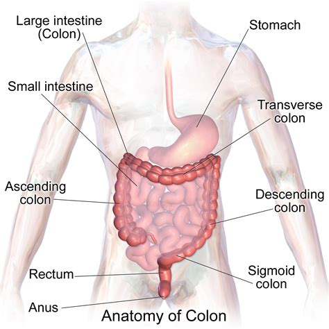 large intestine large bowel anatomy functions and pathology