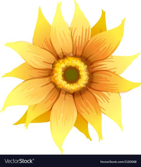 A Yellow Flower Royalty Free Vector Image Vectorstock