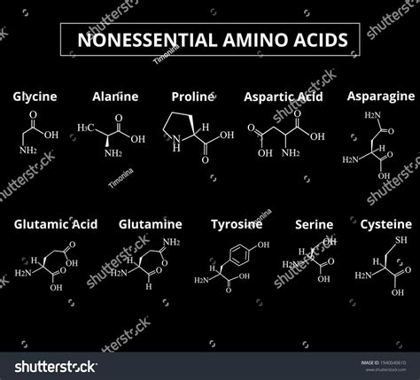 Nonessential Amino Acids Set Amino Acids Stock Vector Royalty Free Shutterstock