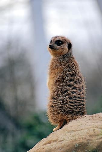 Alert Animal Cute Fur Hair Look Lookout Mammal Meerkat Nature
