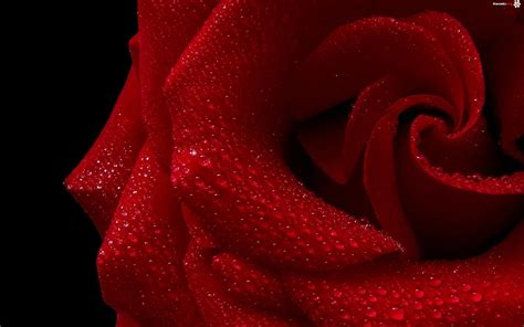 Czerwona Róża Krople Wody Zdjęcia