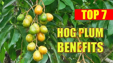 Hog Plum Benefits Health Benefits Of Hog Plum Spondias Mombin June