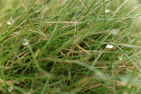 Everything You Need To Know About Creeping Red Fescue Grass