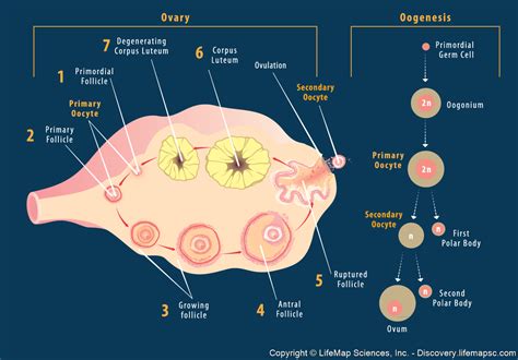 Oogenesis In Ovary Infographic Lifemap Discovery Ovaries Human Anatomy And Physiology