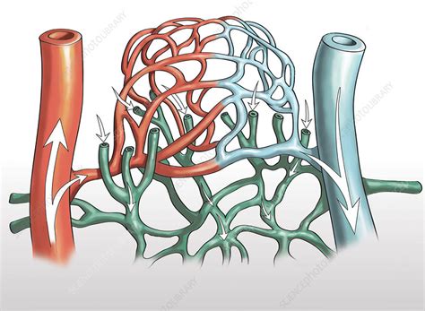 Artery And Capillary Networks Illustration Stock Image C0393664