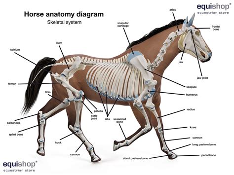 Horse Anatomy Diagrams Of Horse Body Parts Equishop Equestrian Shop