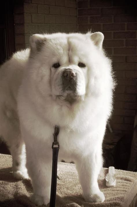 Chow Chow Dogs Weve Had 2 Chows Wonderful Dogs So Loyal And Lovable