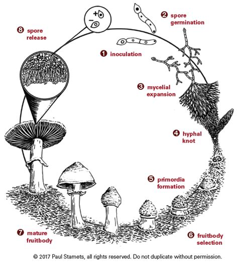 Fungi Life Cycle Pdf Janelle Frame