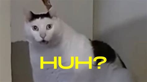 Huh By XxPsychoxX Sound Effect Meme Button For Soundboard Tuna