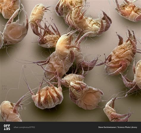Color Scanning Electron Micrograph Of House Dust Mites
