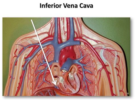 Inferior Vena Cava The Anatomy Of The Veins Visual Guide Page 51 Of