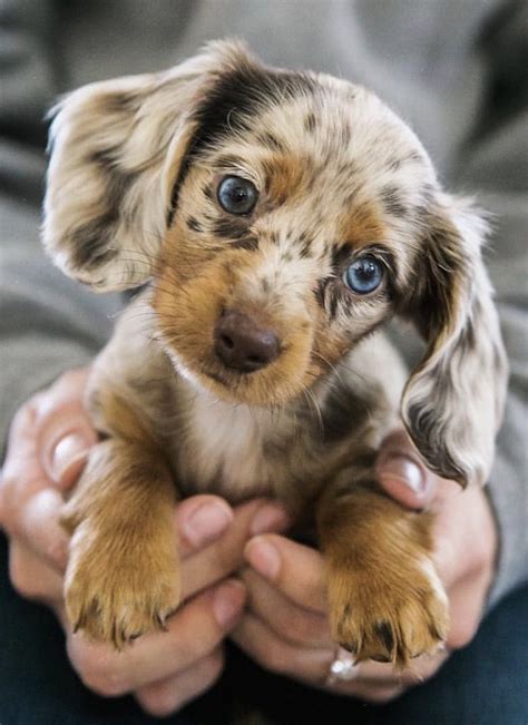 Dapple Dachshund Photoshoot Ideas Animals Cute Baby