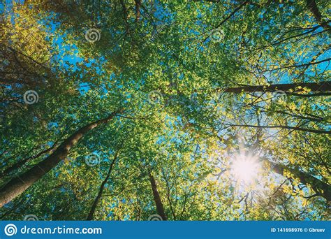 Spring Summer Sun Shining Through Canopy Of Tall Trees Woods Upper