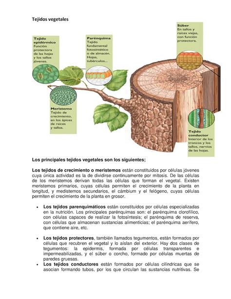 Calaméo Poster Tejidos Vegetales Y Tejidos Animales