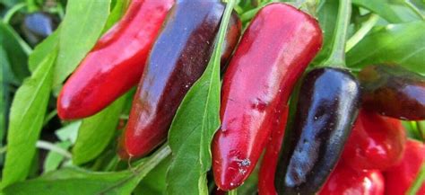 If you've ever wondered what hydroponic gardening was or how to grow peppers hydroponically, you've come to the right place. How to Grow Chili Peppers in Greenhouse | Greenhouse ...