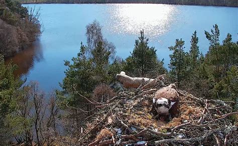 Female Osprey Lays First Egg Of Season At Wildlife Reserve North East And Tayside Stv News