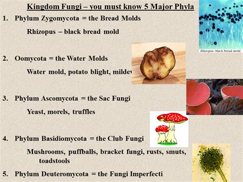 Ascomycota Cup Fungi Life Cycle