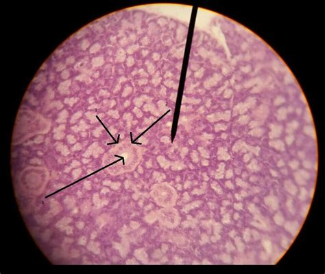 Cuboidal Epithelial Cells Under Microscope Micropedia