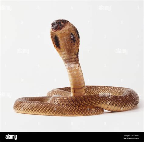 Cobra Snake Head Front