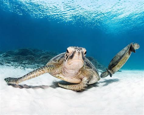 Australian Geographic On Instagram Turtle Tuesday This Portrait