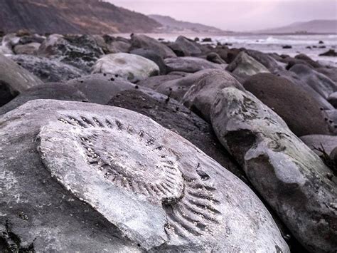 Why The Jurassic Coast Is One Of The Best Fossil Collecting Sites On