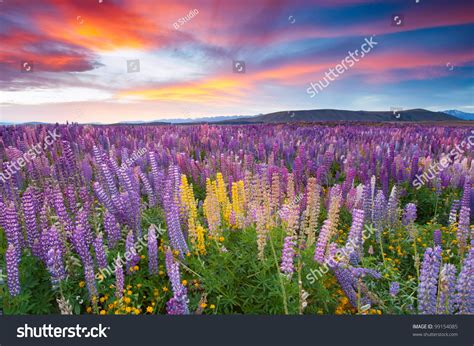 Sunset Flower Field Stock Photo 99154085 Shutterstock