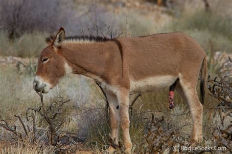 Wild Burro With Erect Penis In Red Rock Canyon National Co