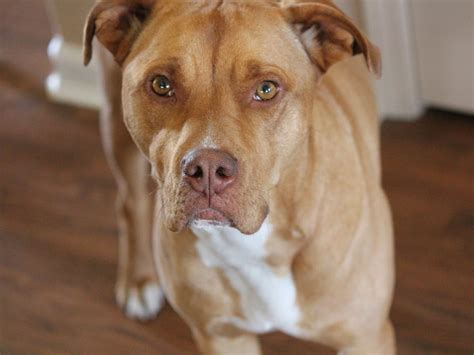 Red Nose Pitbull Dog Breed Guide Spot