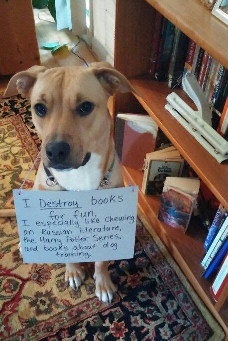 8 series like 'harry potter': Dog shaming: "I destroy books for fun. I especially like ...