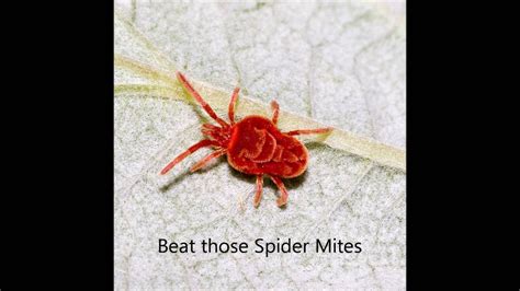 Follow our guide to control these tiny red bugs. How to get rid of red mites in the house ALQURUMRESORT.COM